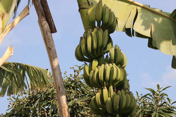 Erdemli muzunda üretim alanları genişliyor