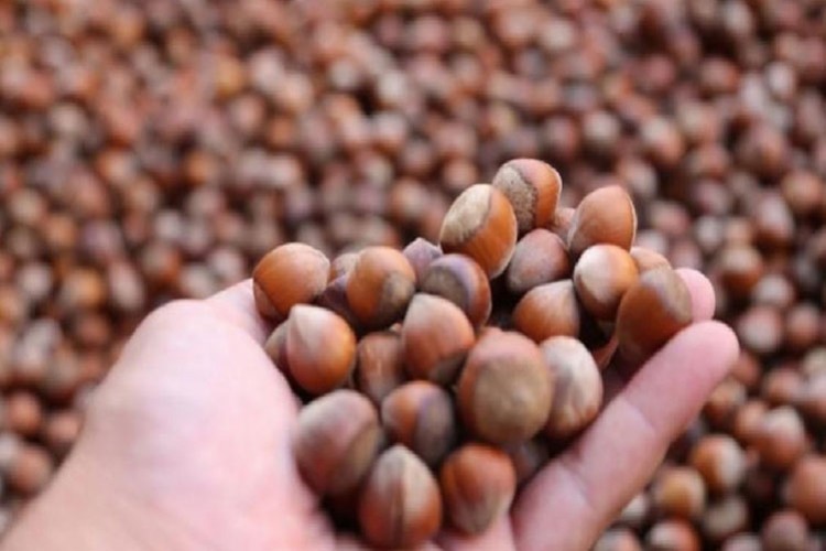 AB ülkelerine Düzce'den fındık ihracatı hız kesmedi