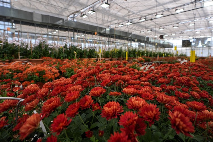 Nükleer teknikle geliştirilen kasımpatıların hasadına başlandı