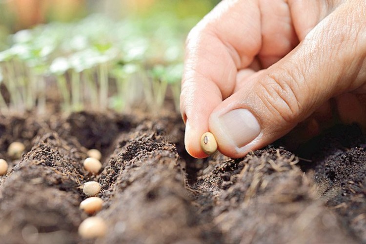 Deprem bölgesinde sertifikalı tohum desteği artırıldı