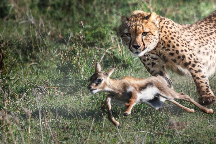 3 Bölümlük 'Yırtıcılar ve Avları' National Geographic WILD Ekranlarında Başlıyor!