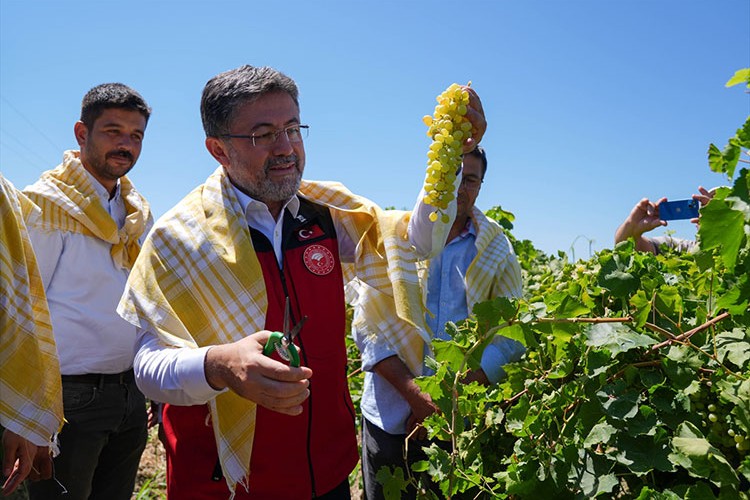 Bakan Yumaklı, Manisa'da üzüm hasadına katıldı