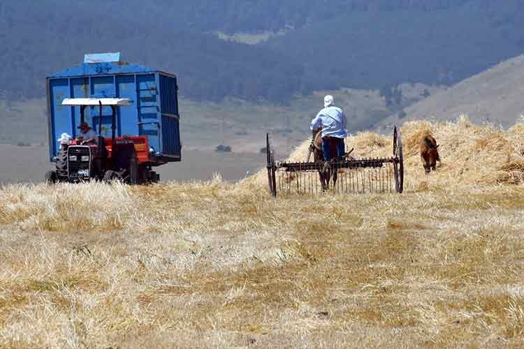 Kars'ta çiftçiler bunaltıcı sıcakta arpa hasat ediyor
