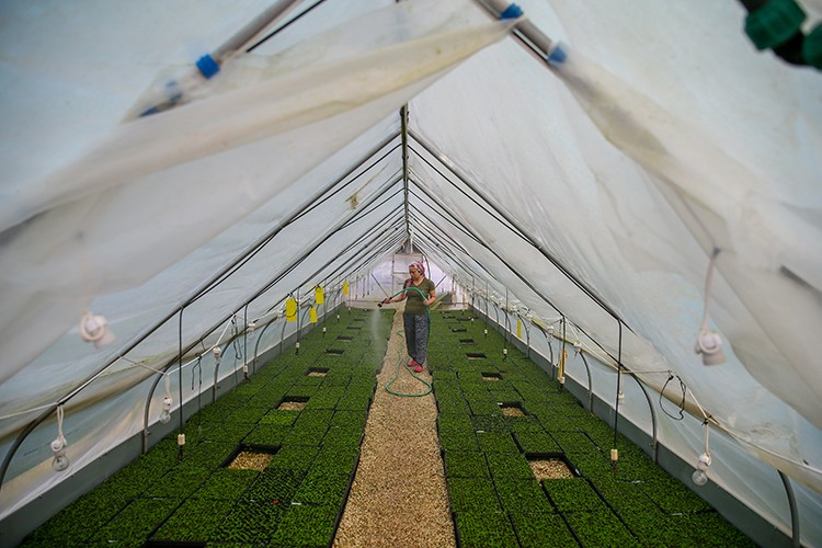 Yılda 5 milyon fidan