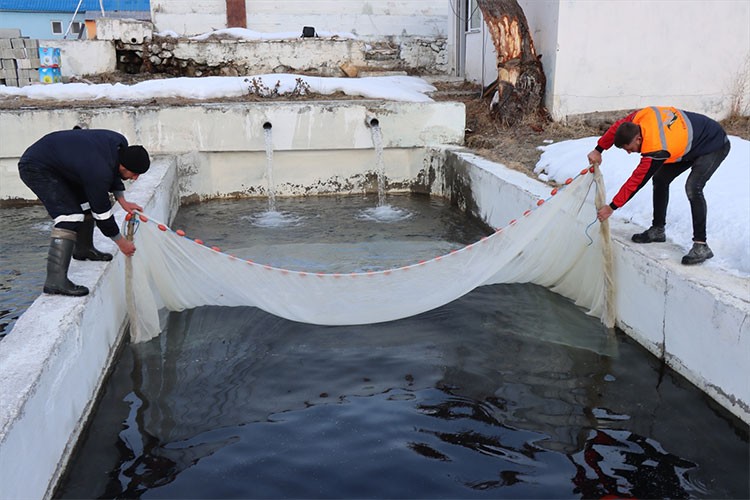 Alabalık yavrusu üretiminde Erzincan hedef büyüttü