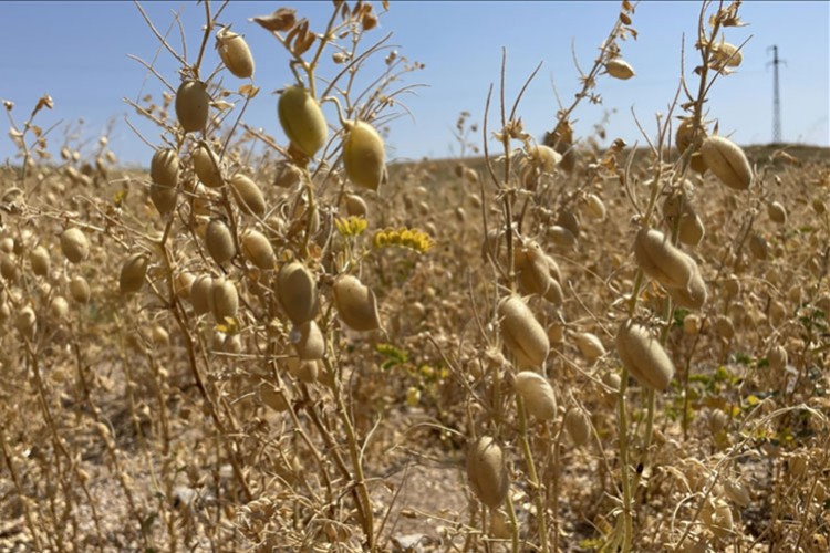 29 bin dekar alanda nohut hasadı başladı