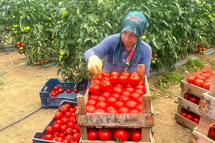 Isparta yaylalarında örtü altı domates hasadına başlandı