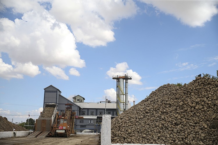 100 yıl önce kurulan şirket, şeker üretimini sürdürüyor