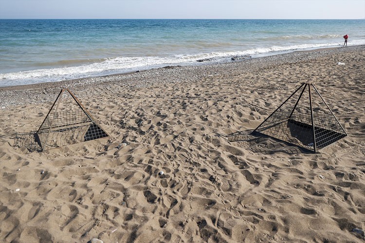 Anaç kaplumbağaların kumsala çıkışlarında artış gözlendi