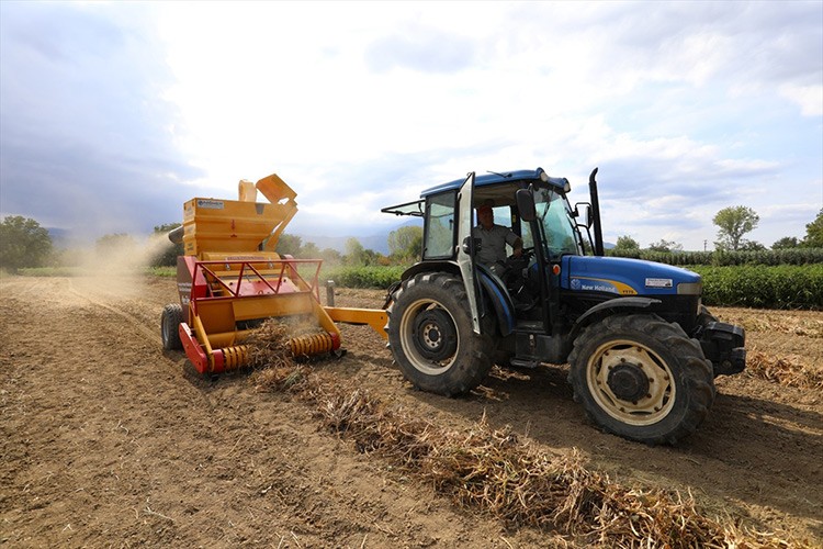 "İnegöl Cerrah kuru fasulyesi"nde hasat başladı