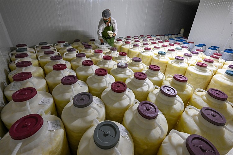 Otlu peynire standart getirmeyi hedefliyor