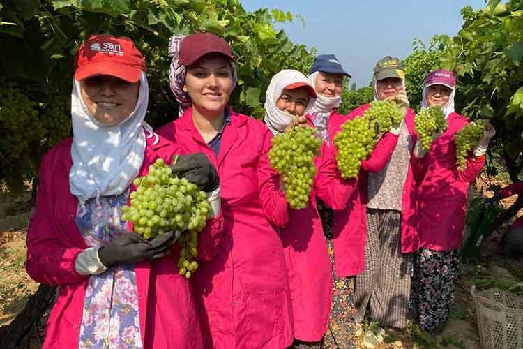 Manisa'da sofralık çekirdeksiz üzümde hasat başladı
