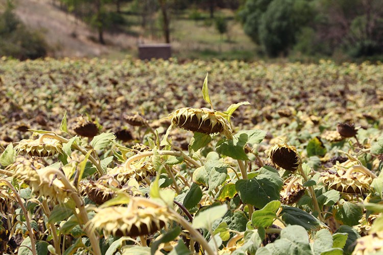 Hibrit ayçiçeği, kuraklığa daha dayanıklı
