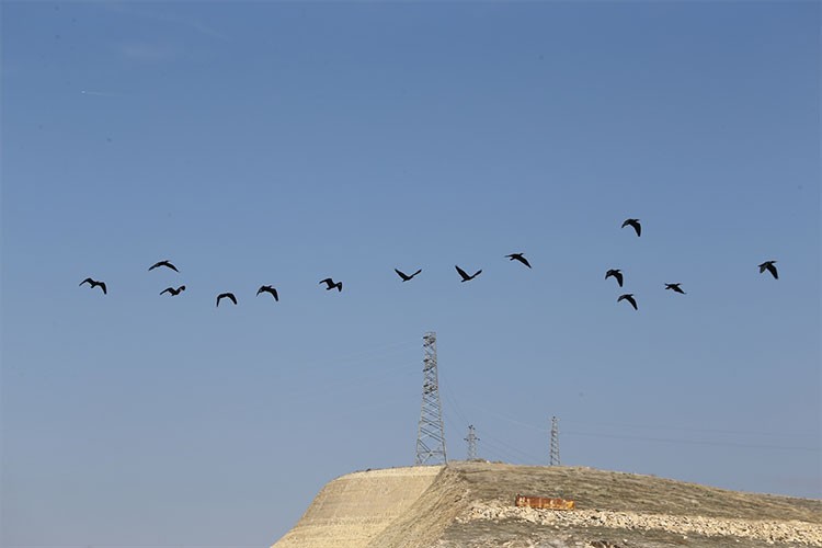 Kelaynaklar, üreme dönemi için doğaya bırakıldı