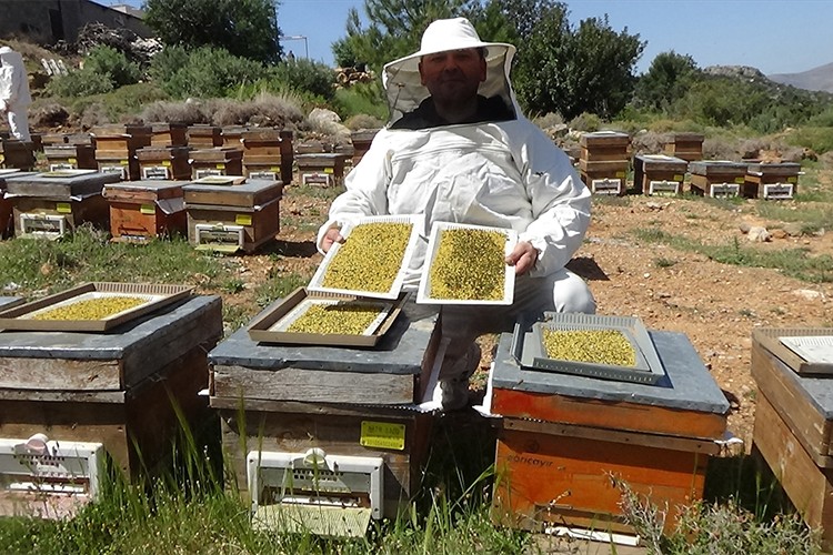 Mersin'de arıcılar sezonun ilk polen hasadını yaptı