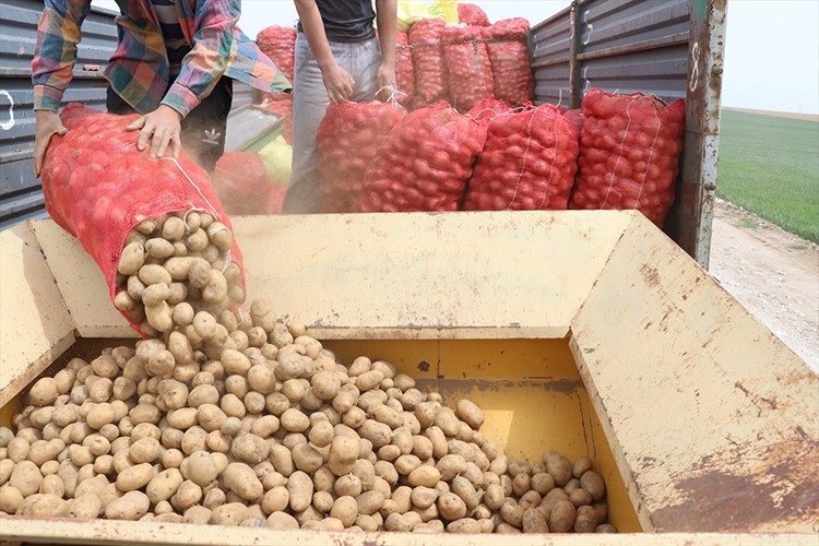 Niğde'de patates ekimine başlandı