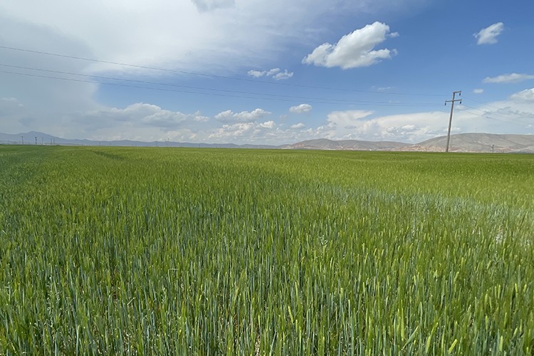 Konya Ovası son yılların en iyi bahar yağışını aldı