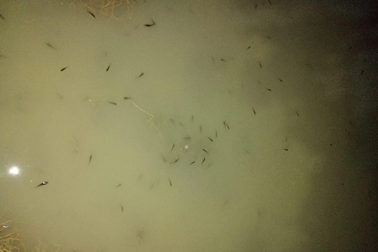 Suya bırakıldılar!..