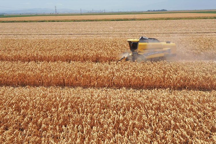 Hatay'daki Amik Ovası'nda mısır hasadı başladı