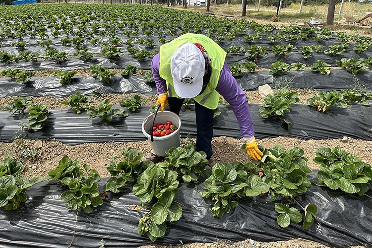 Sakarya'da Çilek Üretim Merkezi'nde hasat başladı