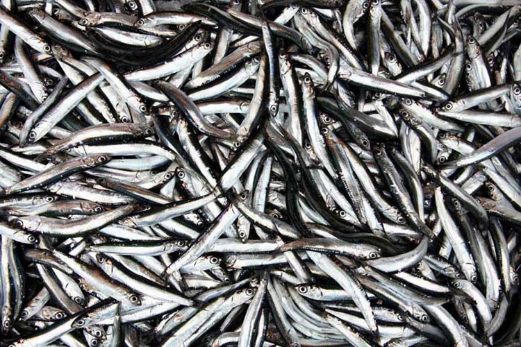 Hamsi yılın ilk yarısında 19 ülkeden alıcı buldu