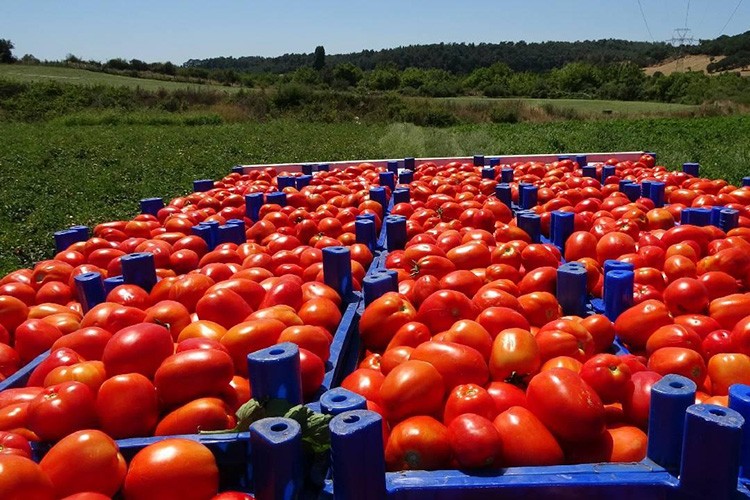 Çanakkale Domatesi coğrafi işaretle tescillendi