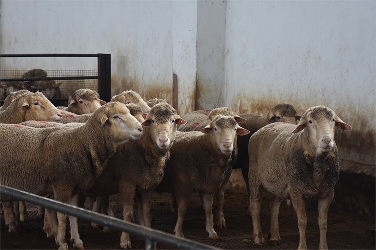 Afyonkarahisar'da kurulan çiftlik, koyun sayısını artırdı