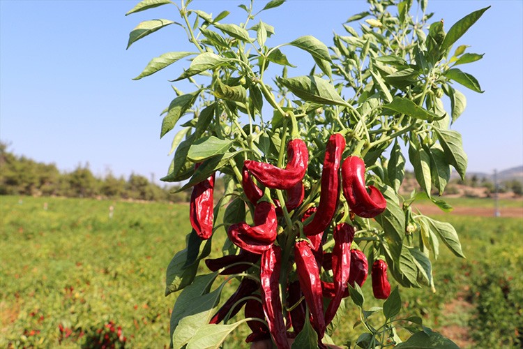 Kilis'te kırmızı biberde hasat ve kurutma mesaisi başladı