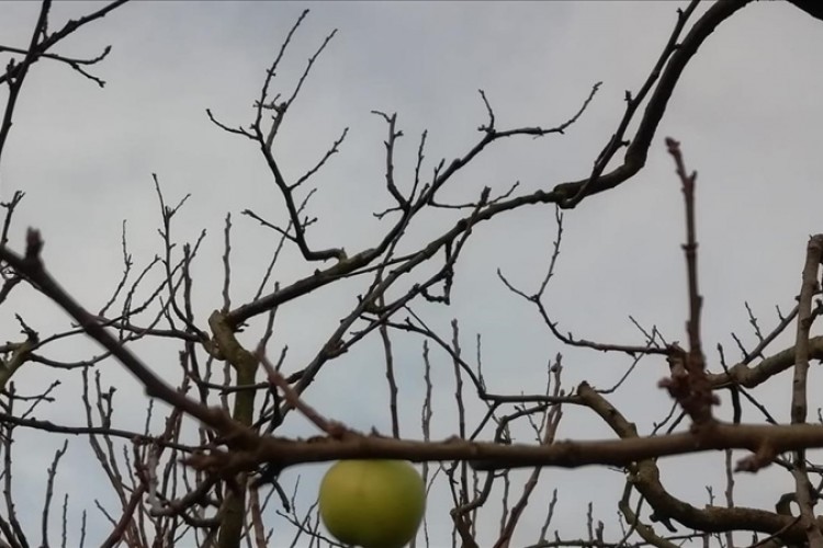 Kocaeli'de erik ağacı ocak ayında meyve verdi