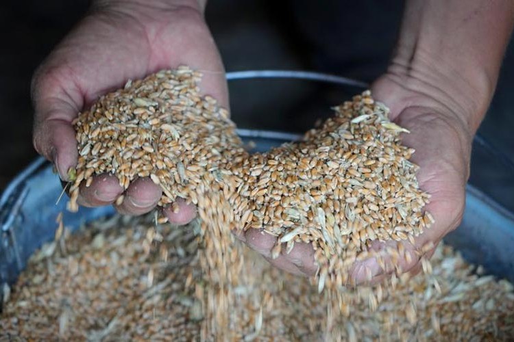 Ukrayna'dan tahıl sevkiyatı başlıyor