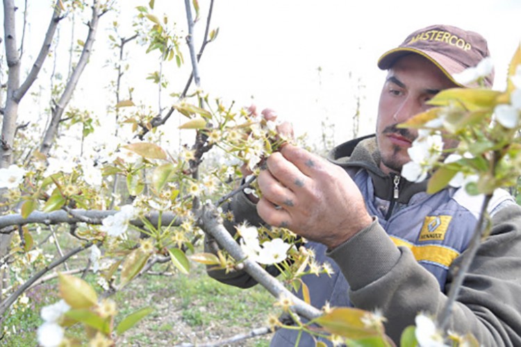 Ürünleri kırağı vurdu