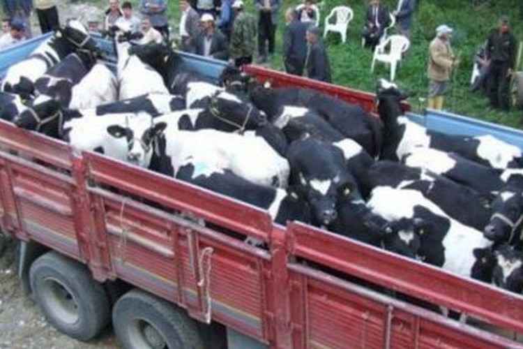 Hayvan nakillerine ilişkin düzenlemeye erteleme