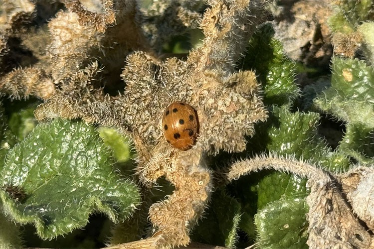 Böceklerin kışı canlı geçirmesi tarımsal üretimi olumsuz etkiliyor