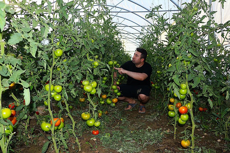 Bayburt'ta sebze ihtiyacının üçte biri ekolojik köyden karşılanıyor