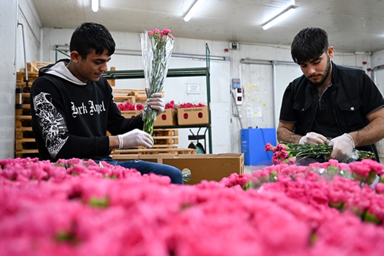 Anneler Günü için Türkiye'den Avrupa'ya 70 milyon dal çiçek ihracatı