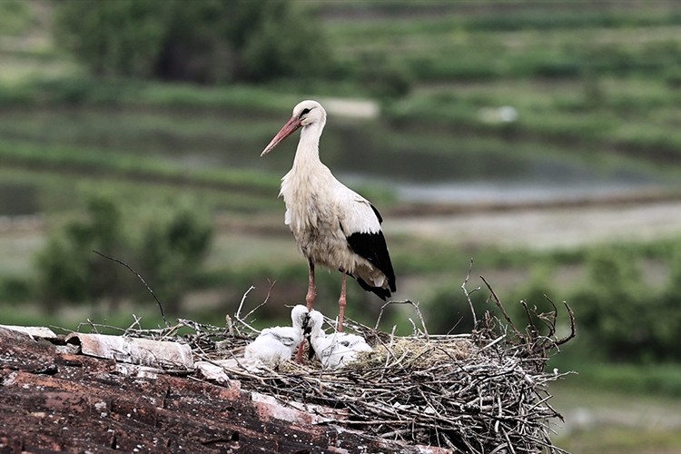 Doğadaki plastik atıklar yavru leylekleri de tehdit ediyor