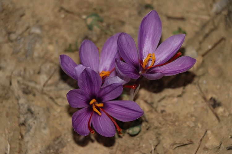 Karabük'te safran hasadı başladı