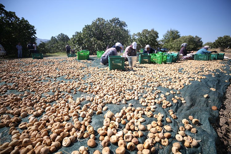 Sarı dizilik kuru incirinin ihracat yolculuğu başladı