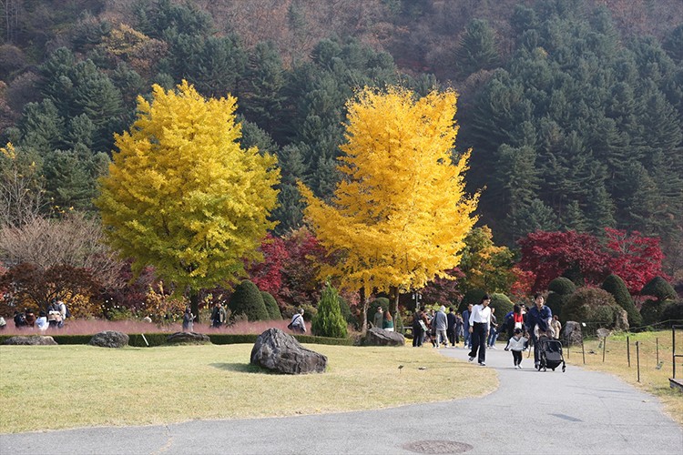Güney Kore parkları sonbaharda yüz binlerce turisti ağırlıyor
