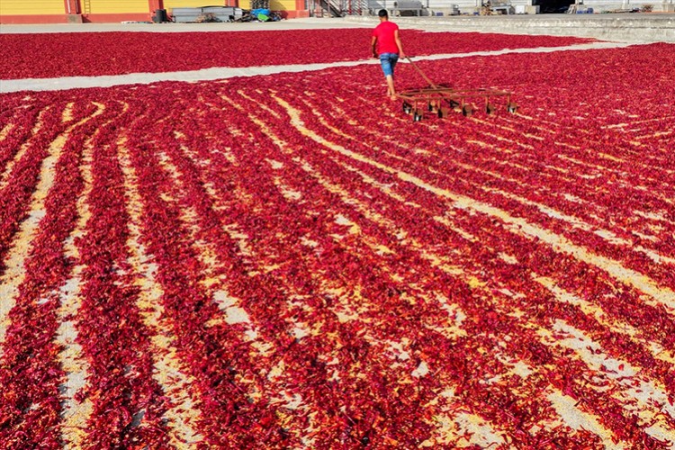 Depremzede işçilerin ellerinde lezzet buluyor