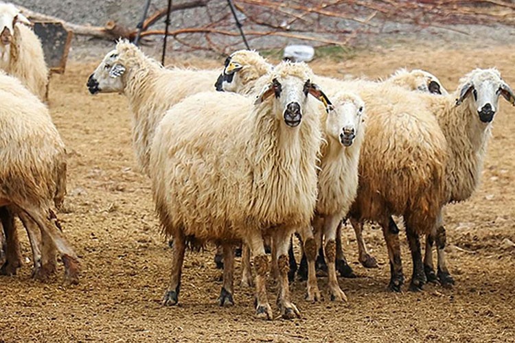 Bayramda küçükbaş kurbanlık arzında sıkıntı beklenmiyor