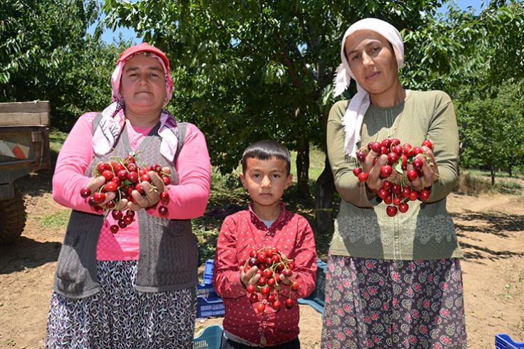 Yayla kirazı Manisalı üreticileri sevindirdi