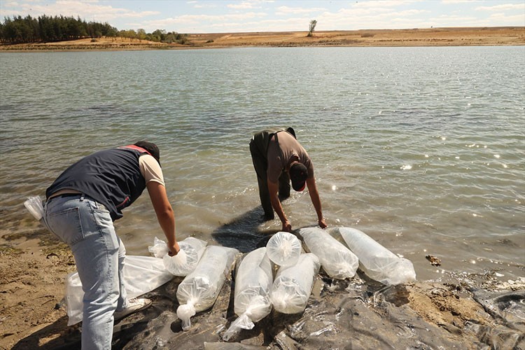 Gölete 30 bin pullu sazan yavrusu bırakıldı