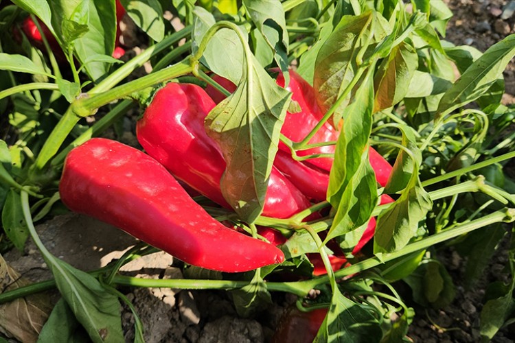 Sındırgı kapya biberi katma değerle ihraç ediliyor