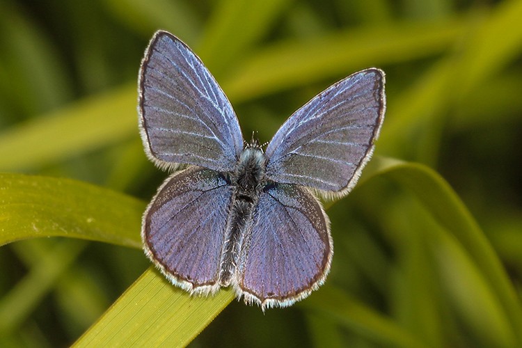 Ulusal Biyolojik Çeşitlilik Envanter ve İzleme Projesi