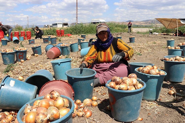 Amasya'da kuru soğan hasadı başladı