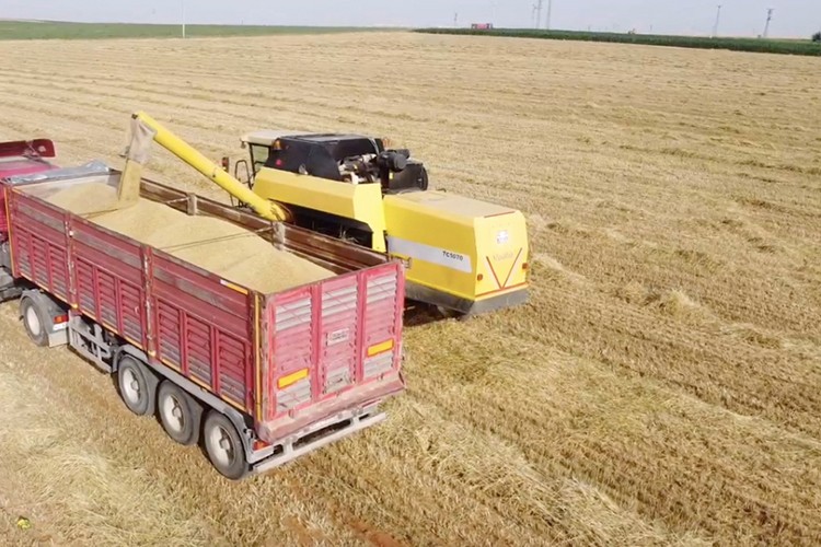 Kuraklığa dayanıklı arpa, sağladığı verimle çiftçiyi sevindirdi