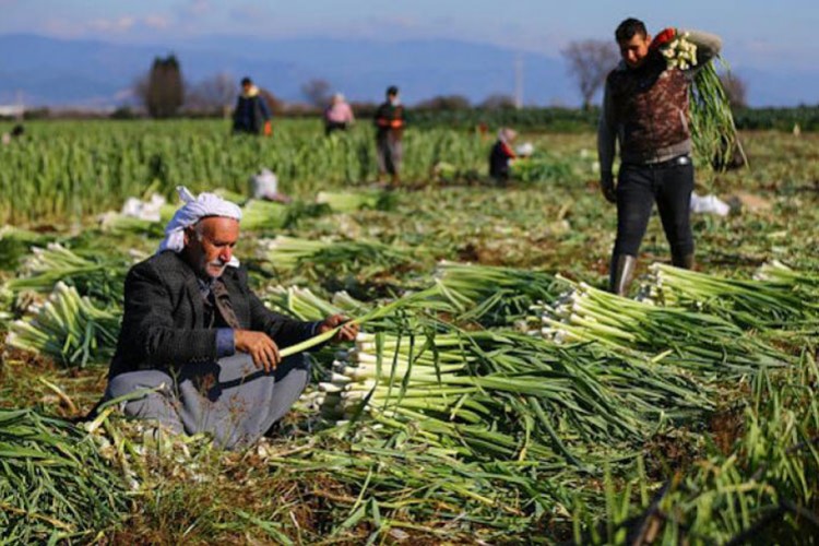 Planlamayla üreticilerin pazarlama sorunu çözülecek