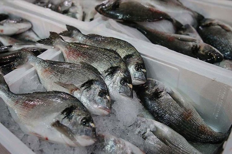 7 ayda 26 ülkeye su ürünü ihraç edildi