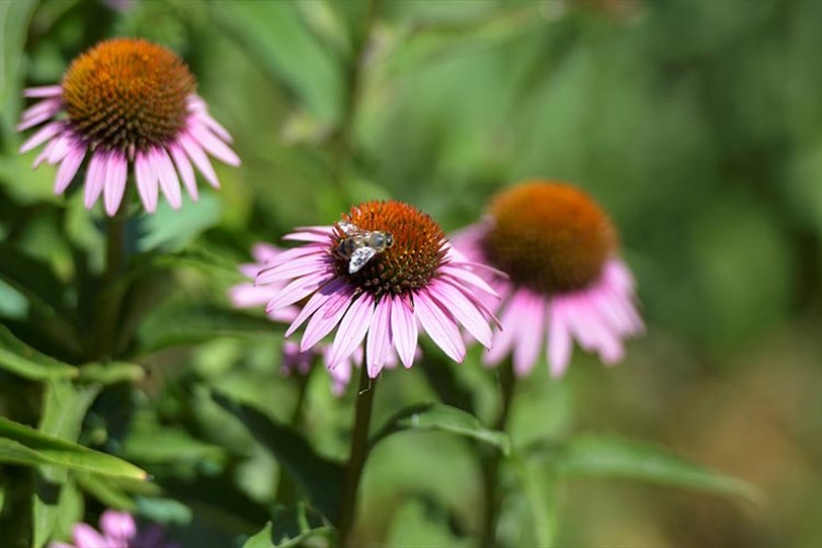 Bursalı çiftçi kadınlar ekinezya yetiştirerek birlikte kazanıyor
